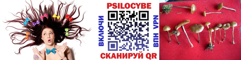 Псилоцибиновые грибы GOLDEN TEACHER  купить наркотики цена  Верея 